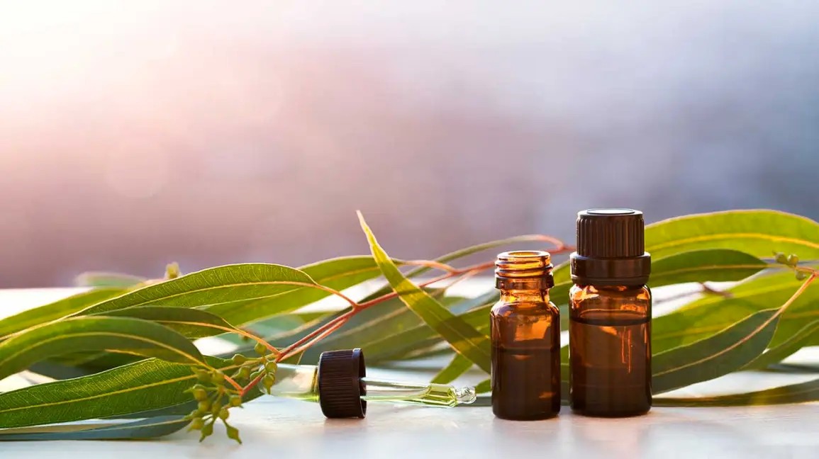 Eucalyptus oil can help your health in 8 amazing ways. Reports from Various Sources indicate that