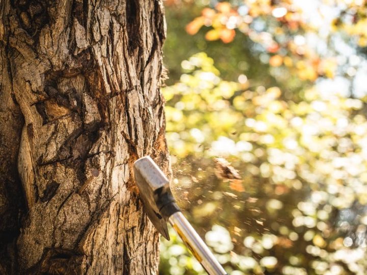 How To Cut Trees Safely With These Tips