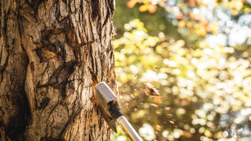 How To Cut Trees Safely With These Tips