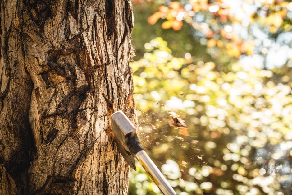 How To Cut Trees Safely With These Tips