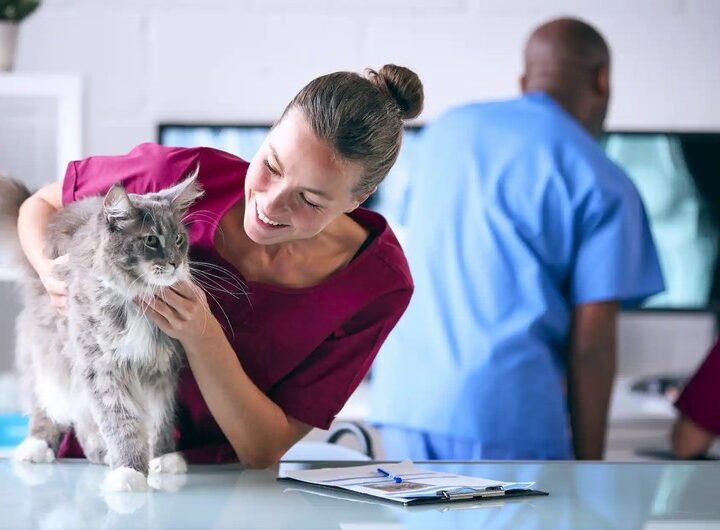 Strategic Budgeting For A Thriving Veterinary Practice