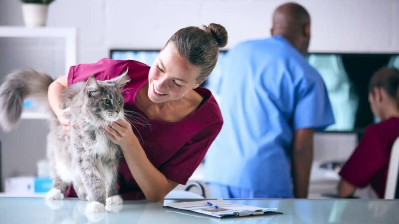 Strategic Budgeting For A Thriving Veterinary Practice