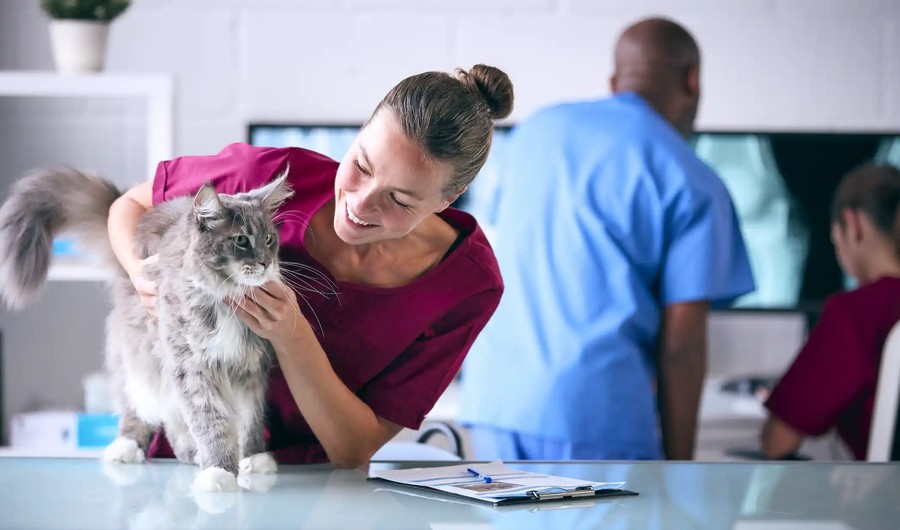 Strategic Budgeting For A Thriving Veterinary Practice